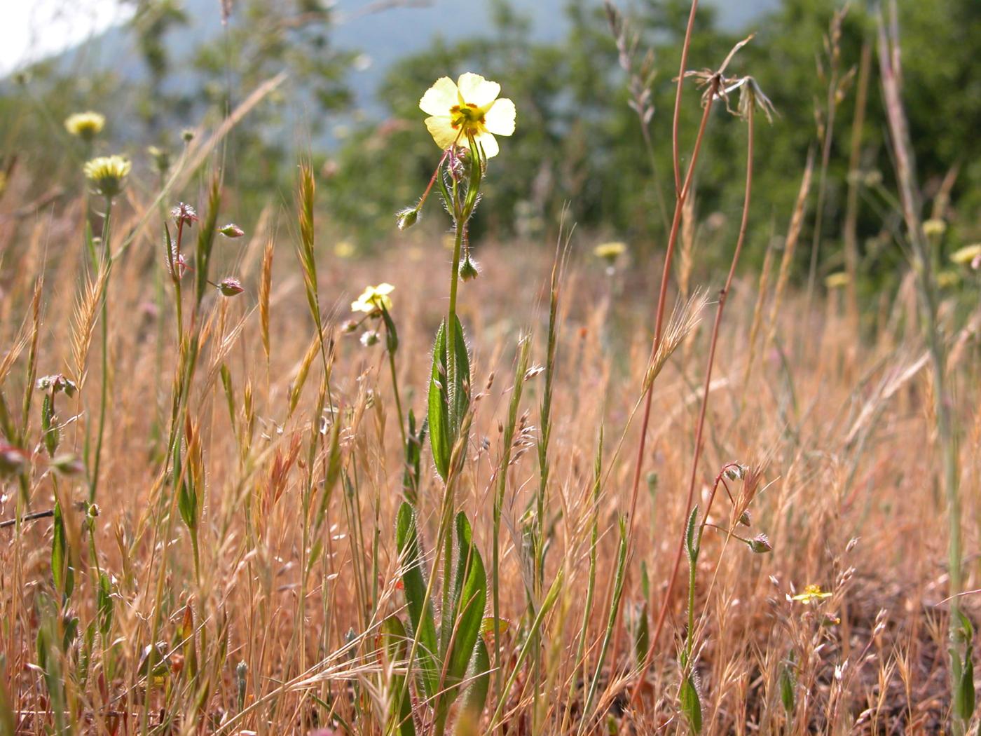 Rock-Rose, Spotted plant